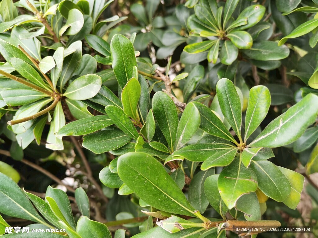 翠绿繁茂的植物叶片