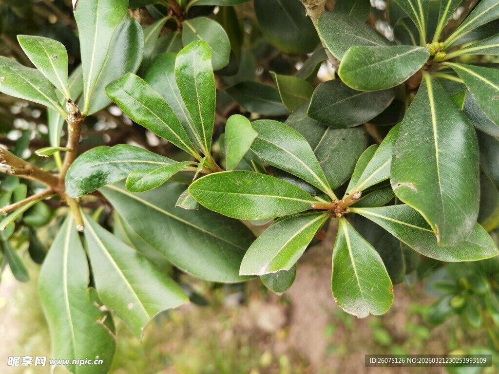 绿叶繁茂的植物特写