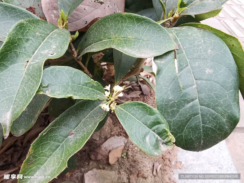 绿叶繁花植物特写
