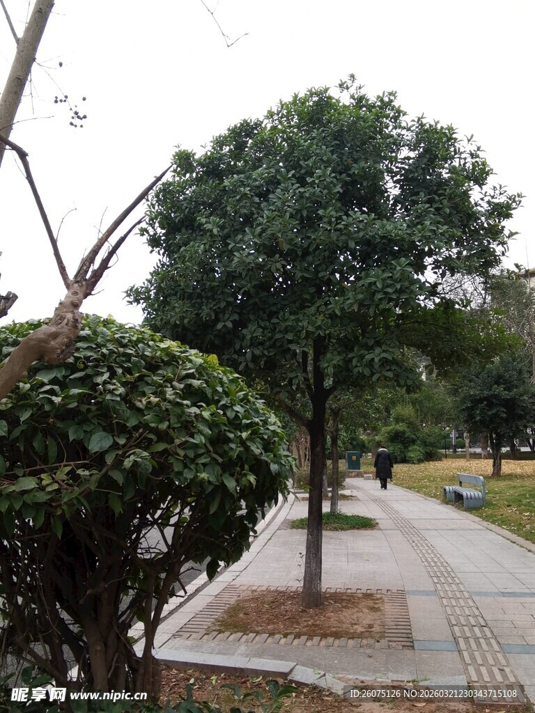 城市林荫小道景观