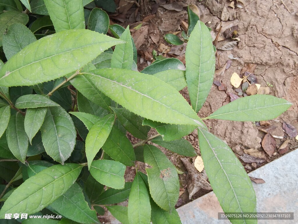 翠绿植物叶片特写