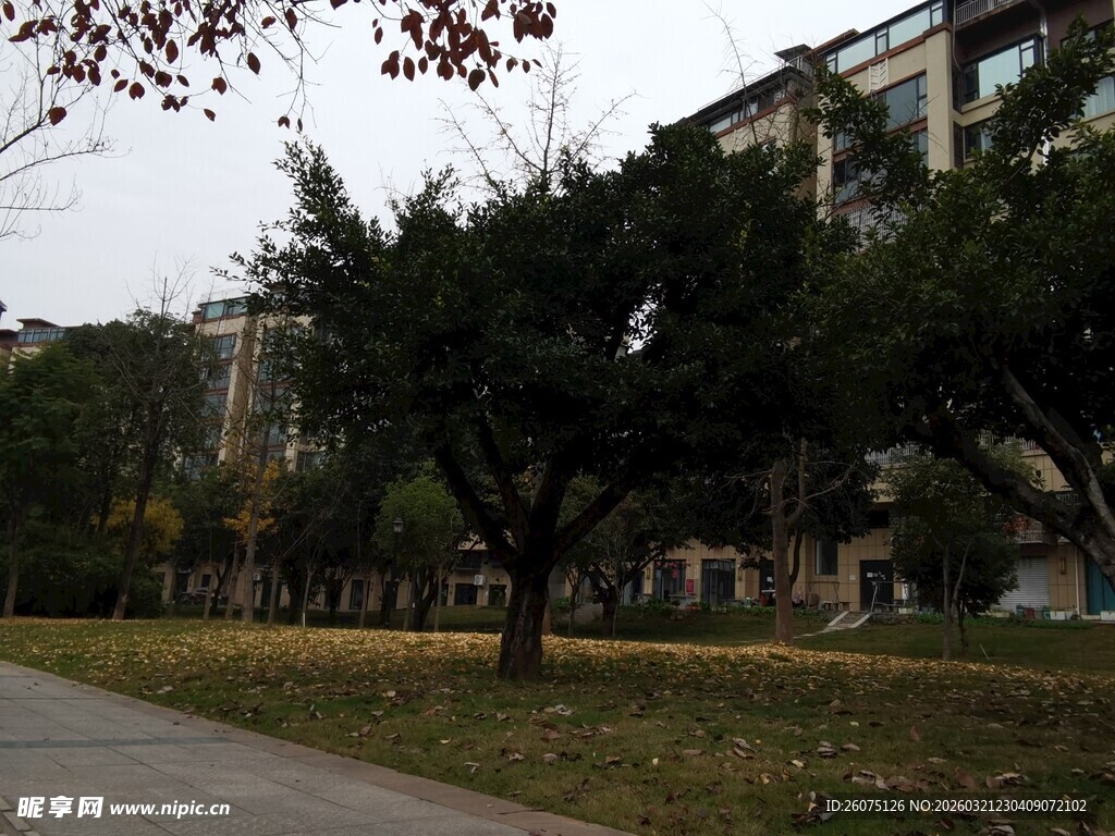 小区内的树木与步道景观