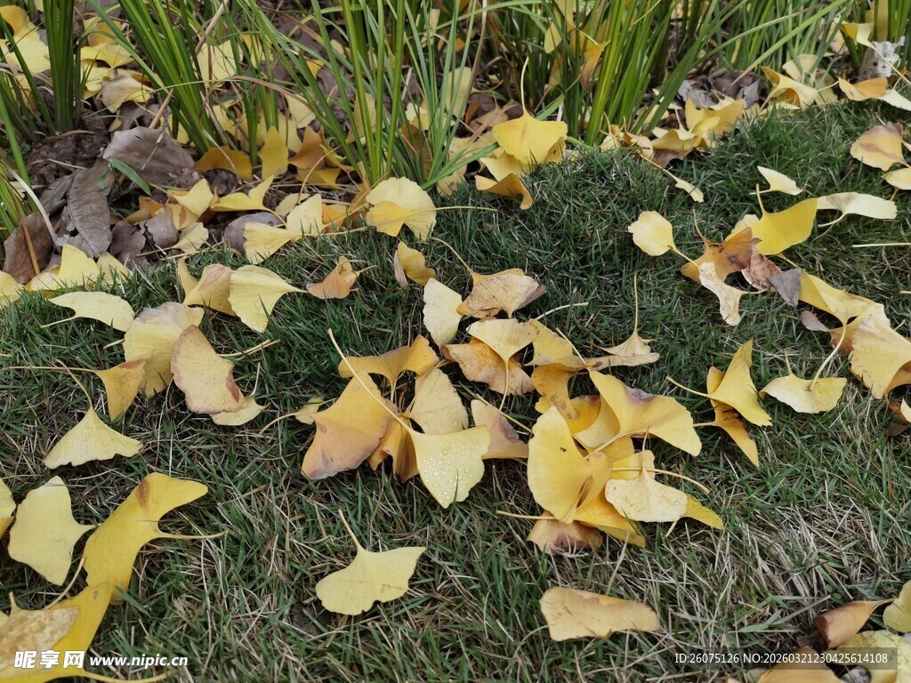 秋日草地落满金黄银杏叶