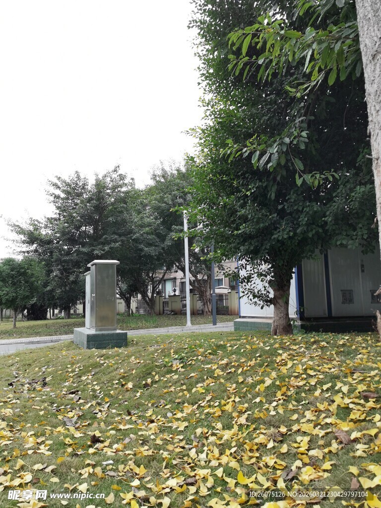 秋日公园落叶美景