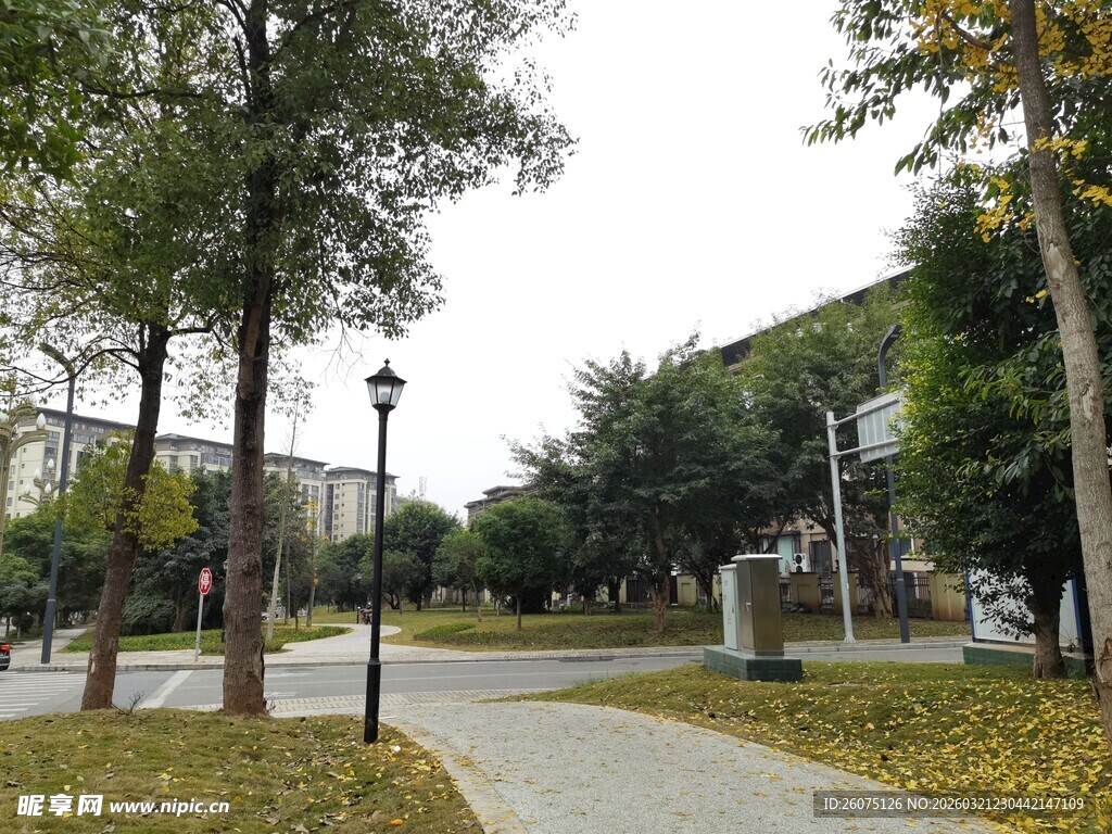 秋日校园林荫小道景致