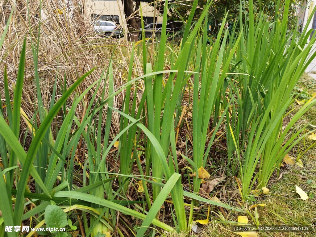 茂盛的绿色草本植物景观