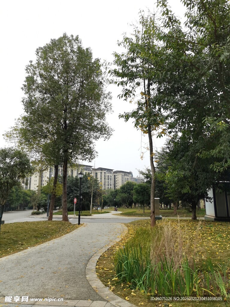 城市中的宁静林荫小道