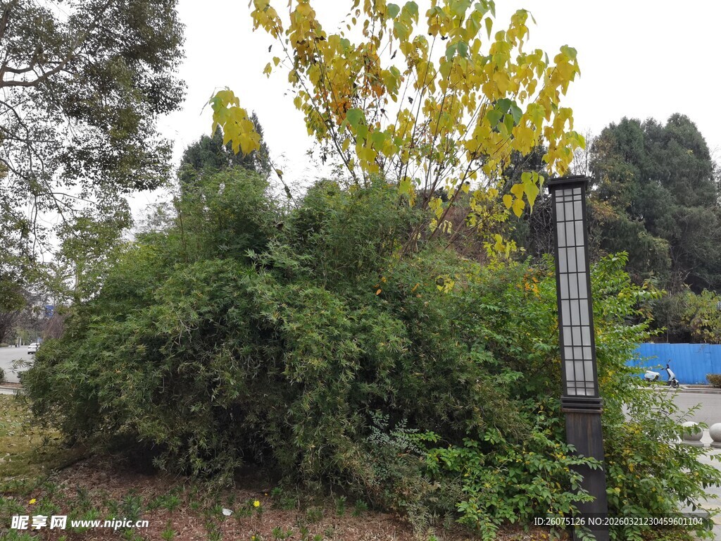 户外绿植旁的复古路灯