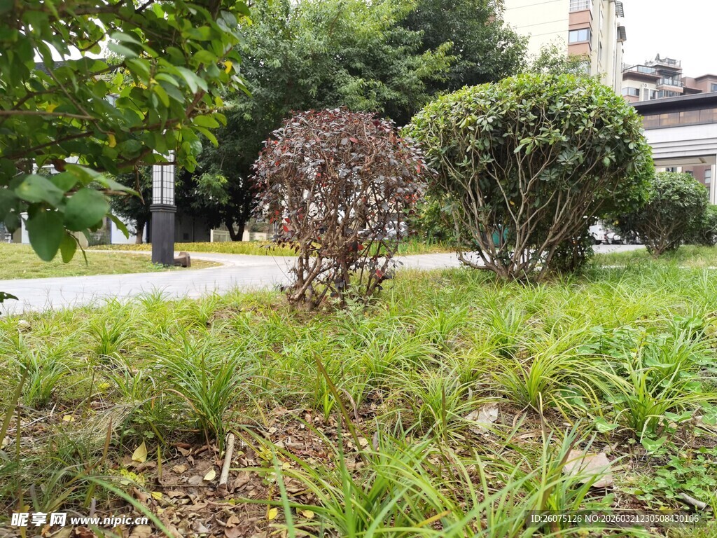 小区内的绿植景观