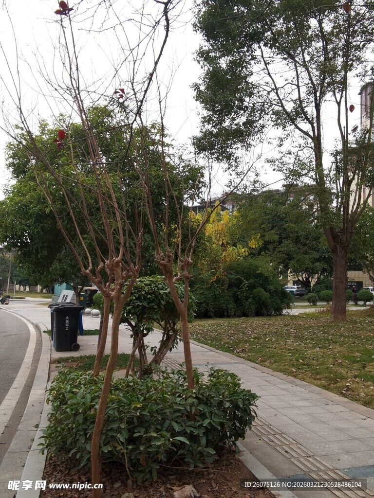 城市街边的绿植景观