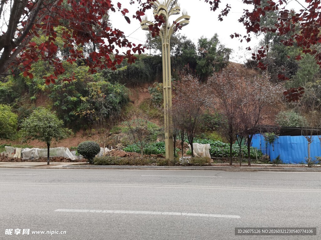 城市道路旁的秋季景致