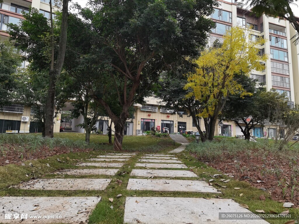 城市中静谧的林荫步道