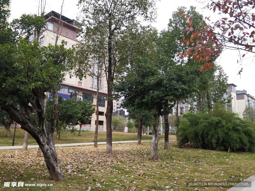 秋日公园树木景致