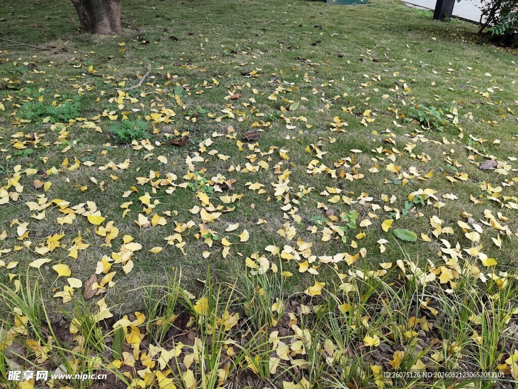 草地落满黄绿相间树叶