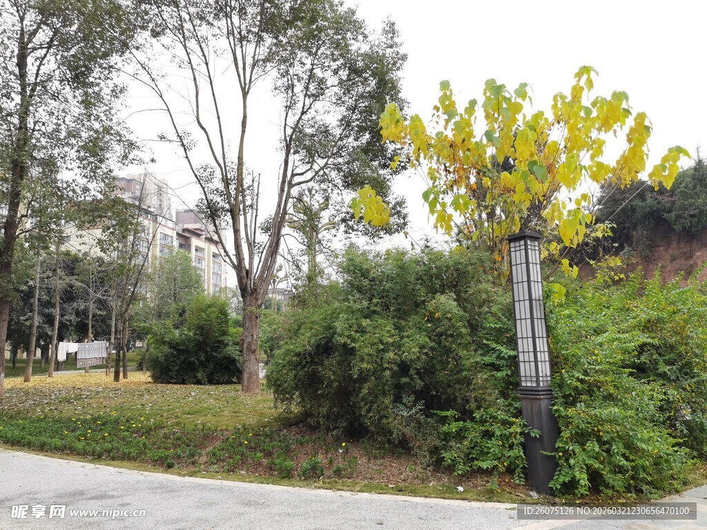 公园中的绿植与树木景观