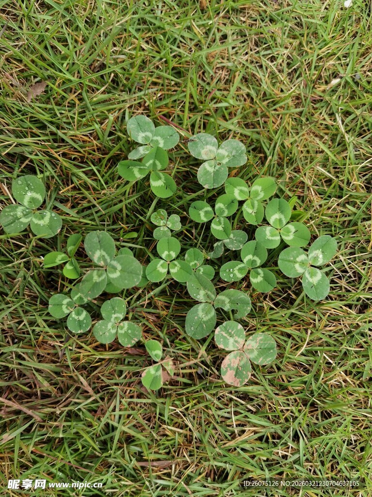 草地上的嫩绿三叶草