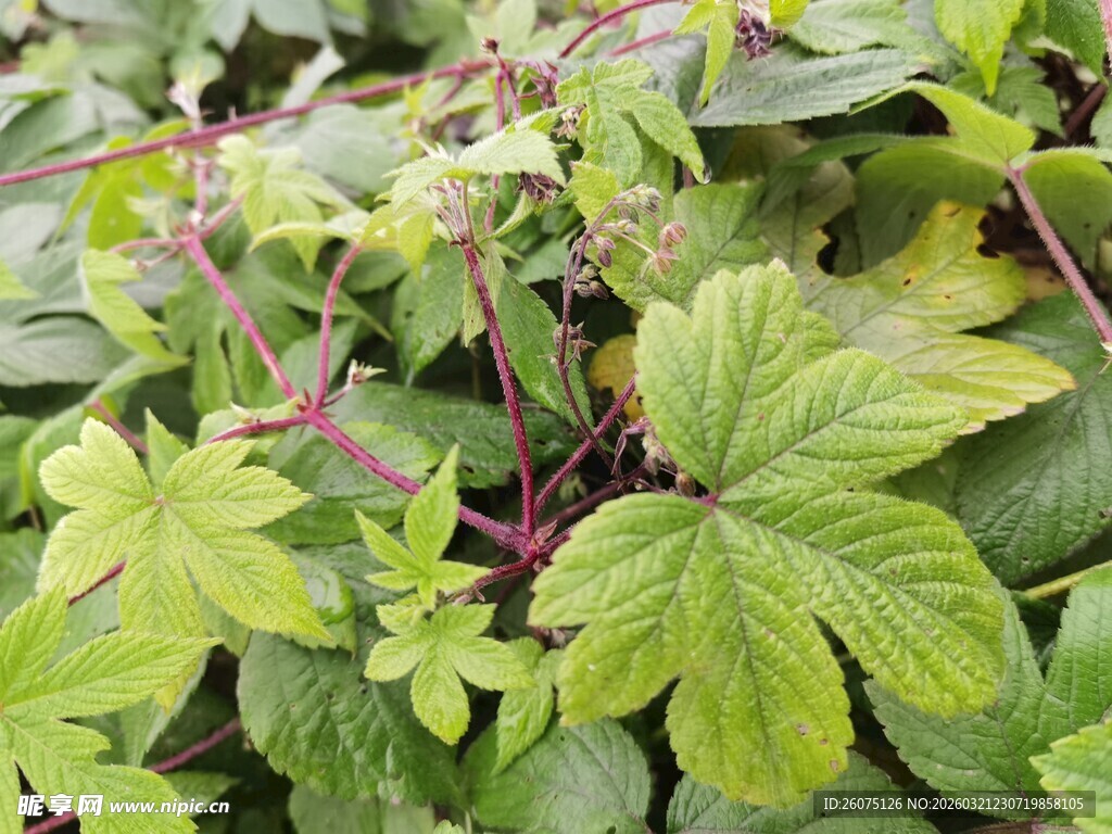 嫩绿叶片与红茎植物特写