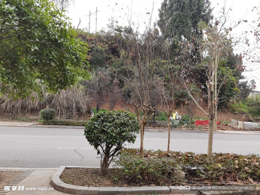 路边绿化景观一角