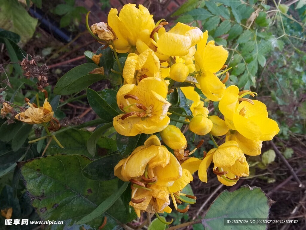 绽放的黄色花朵