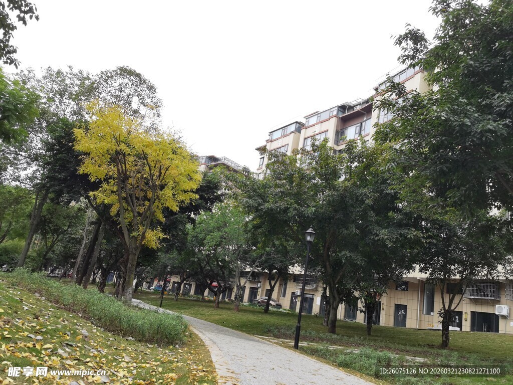 秋日校园林荫小道风景