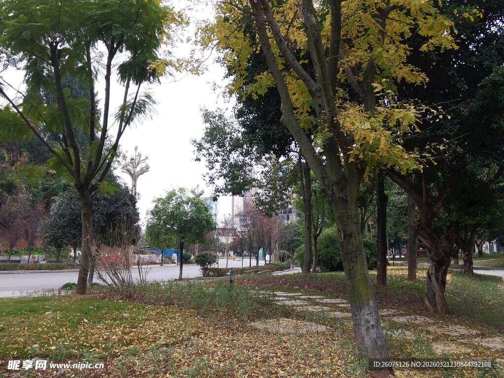 秋日公园林荫美景