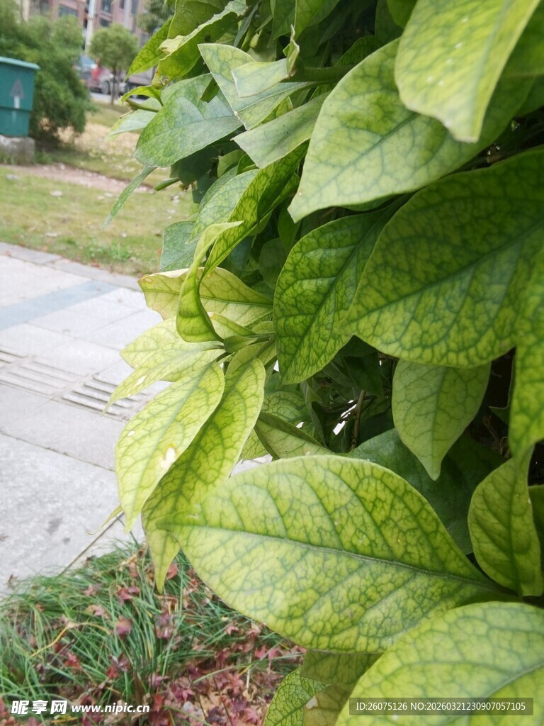 绿叶特写展现自然生机