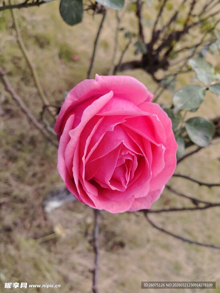 娇艳粉色玫瑰绽放枝头