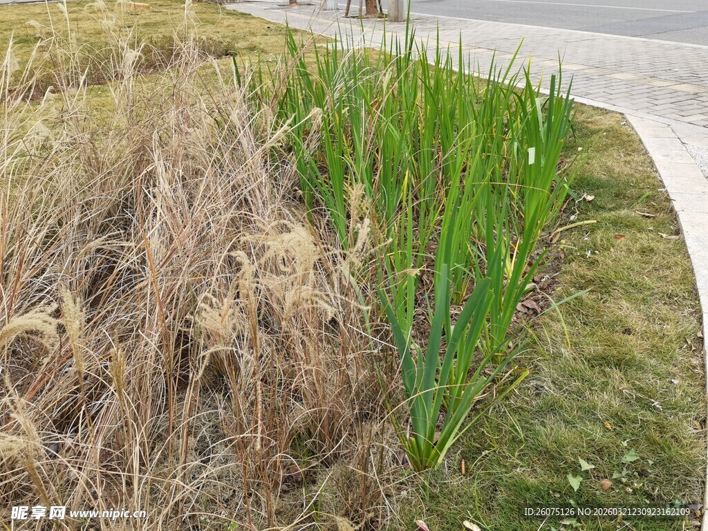 路边枯黄与翠绿植物对比