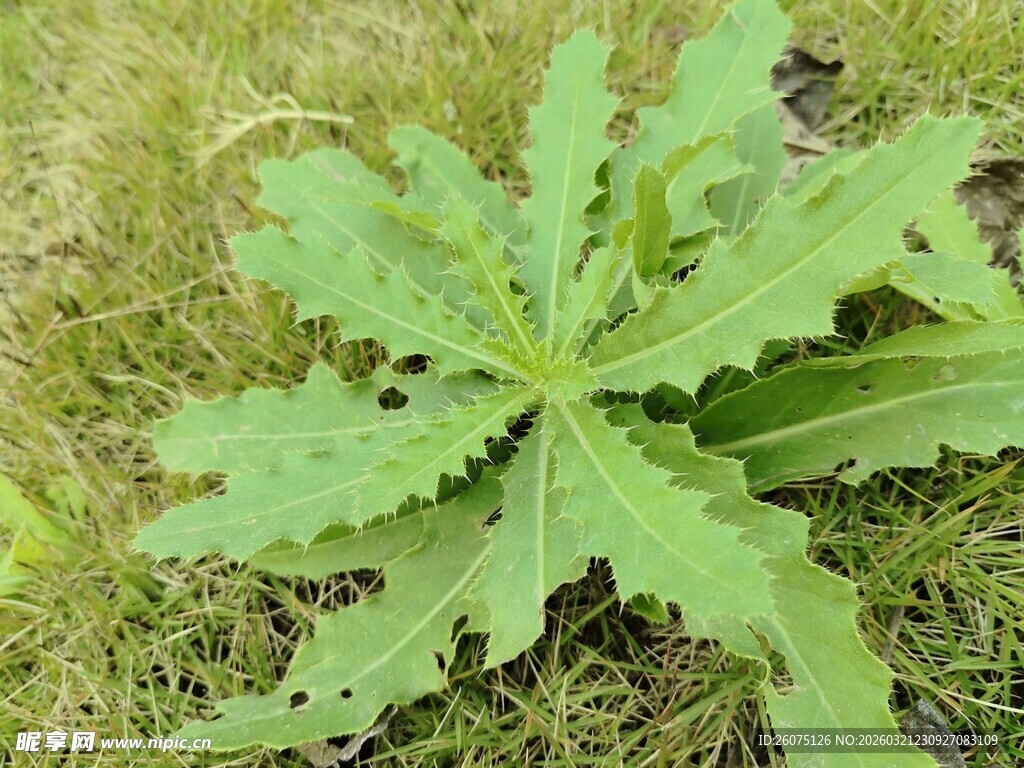 田野中的锯齿状绿叶植物