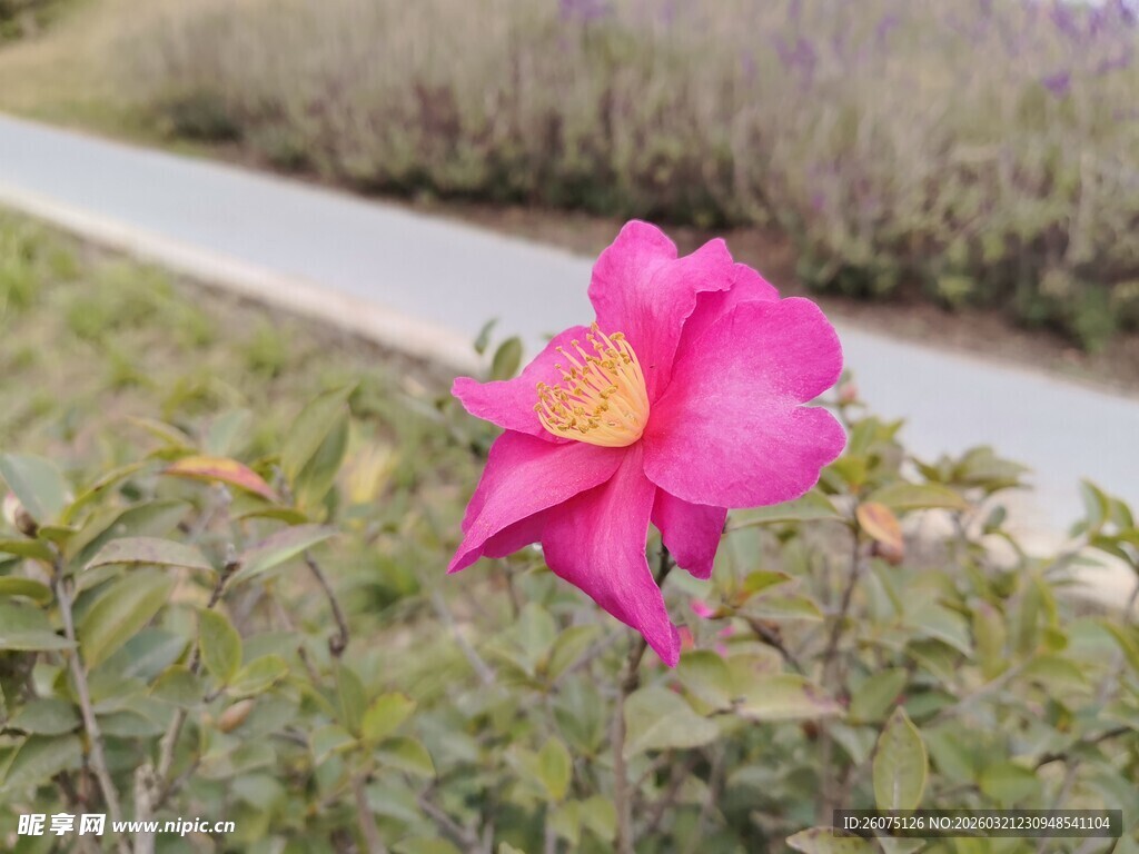 路边绽放的娇艳粉色花朵