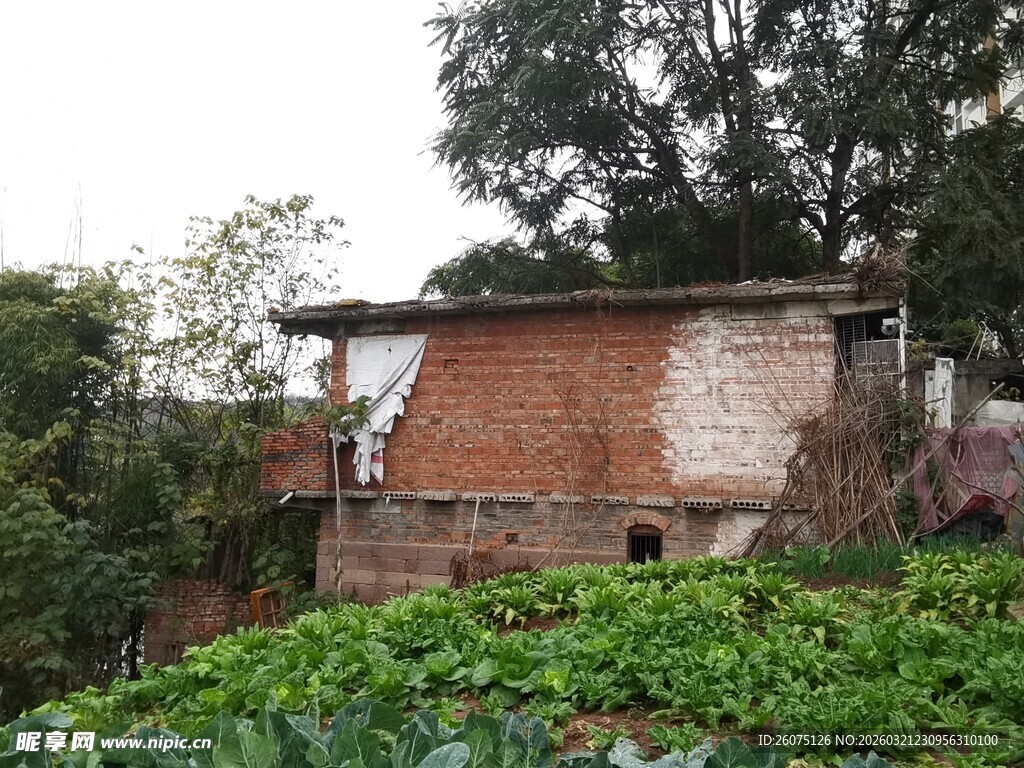 乡村旧屋旁的绿植景观