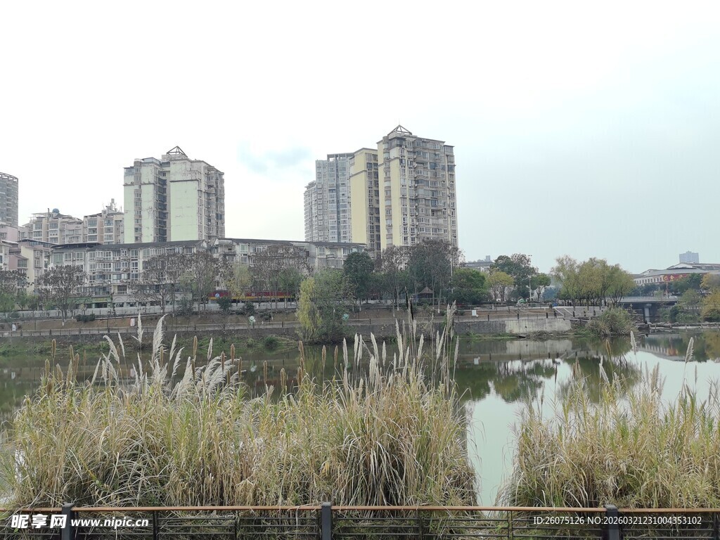 湖畔高楼与芦苇景观