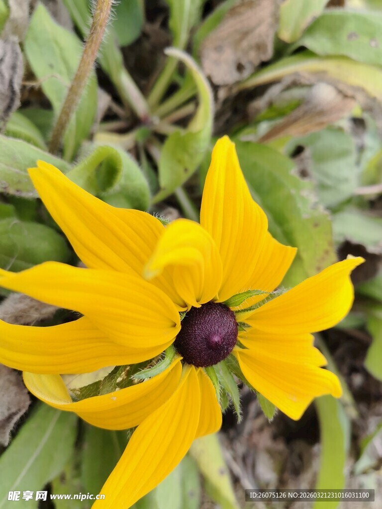 黄色黑心菊特写