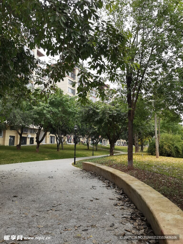 林荫小道静谧的自然景致