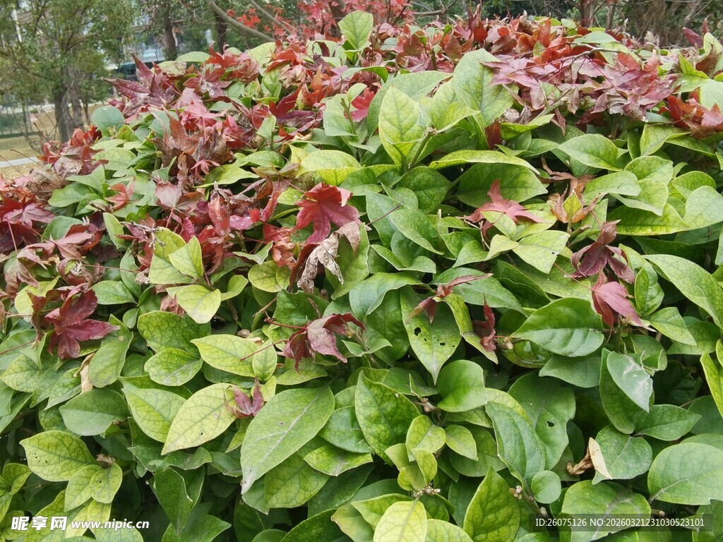 多彩叶片植物特写
