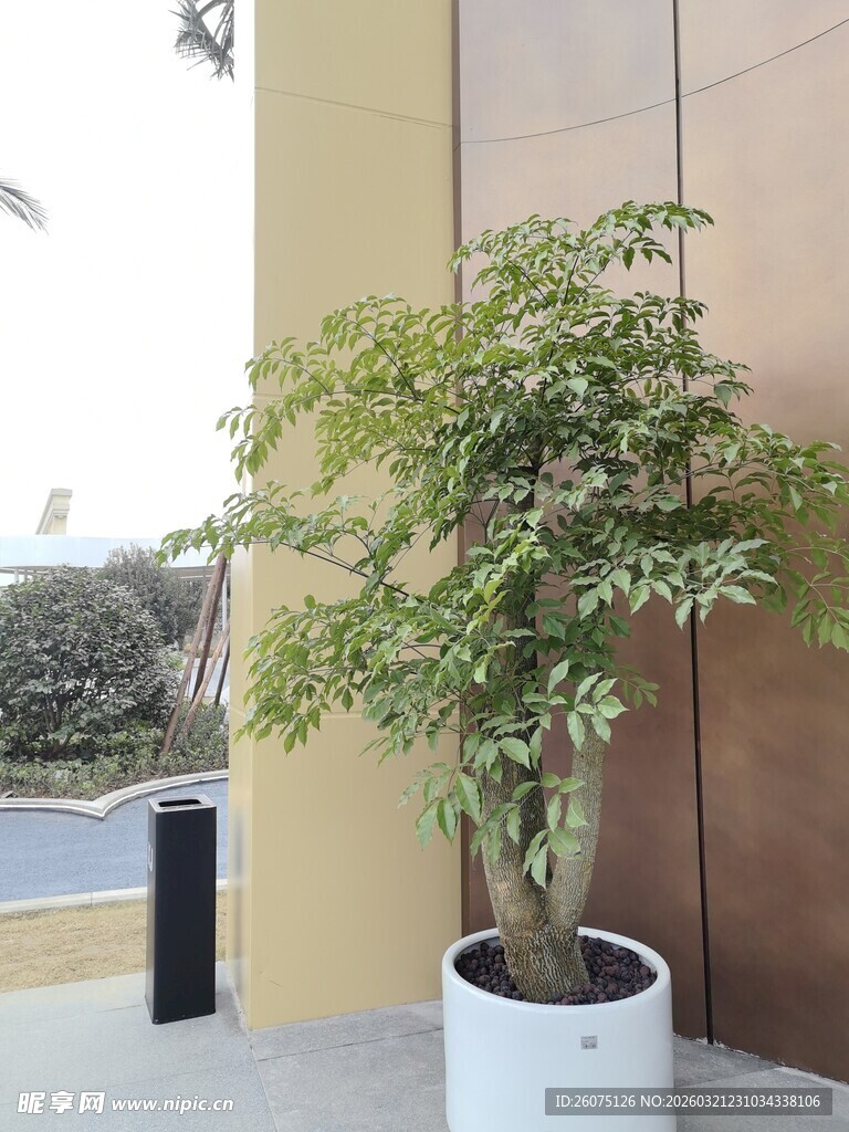 室内绿植盆栽景观