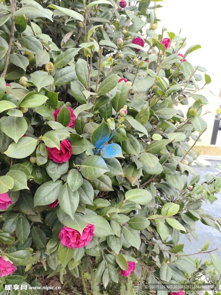 绿叶间绽放的多彩花朵