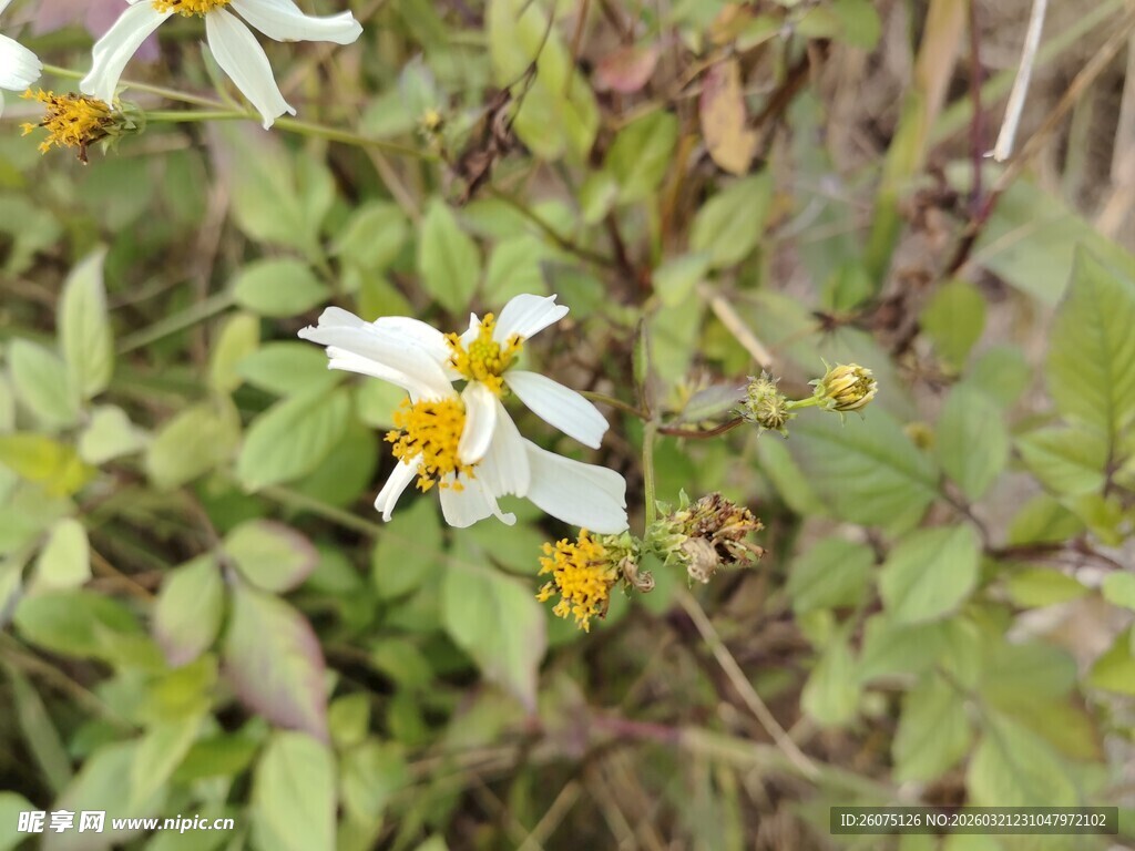 野外绽放的白色小花