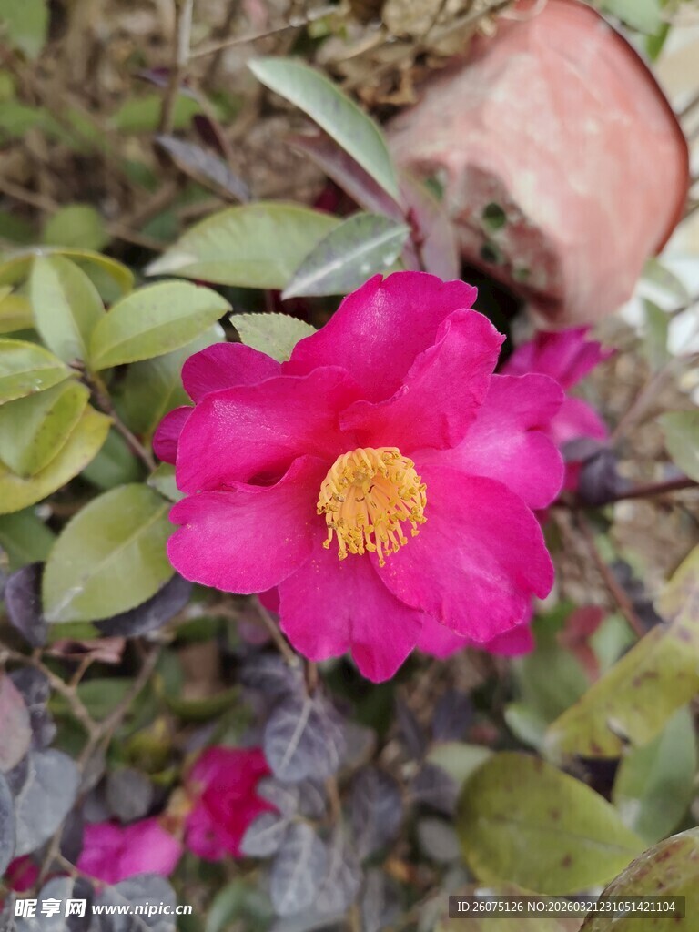 娇艳绽放的粉色山茶花