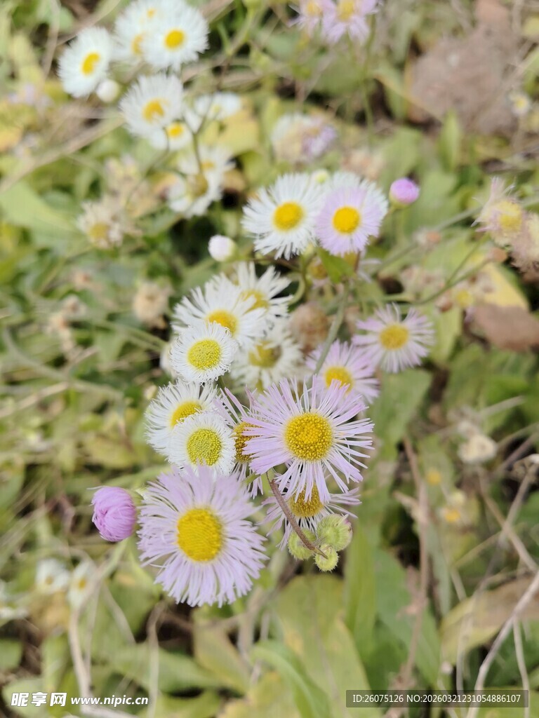 草地上的清新小雏菊