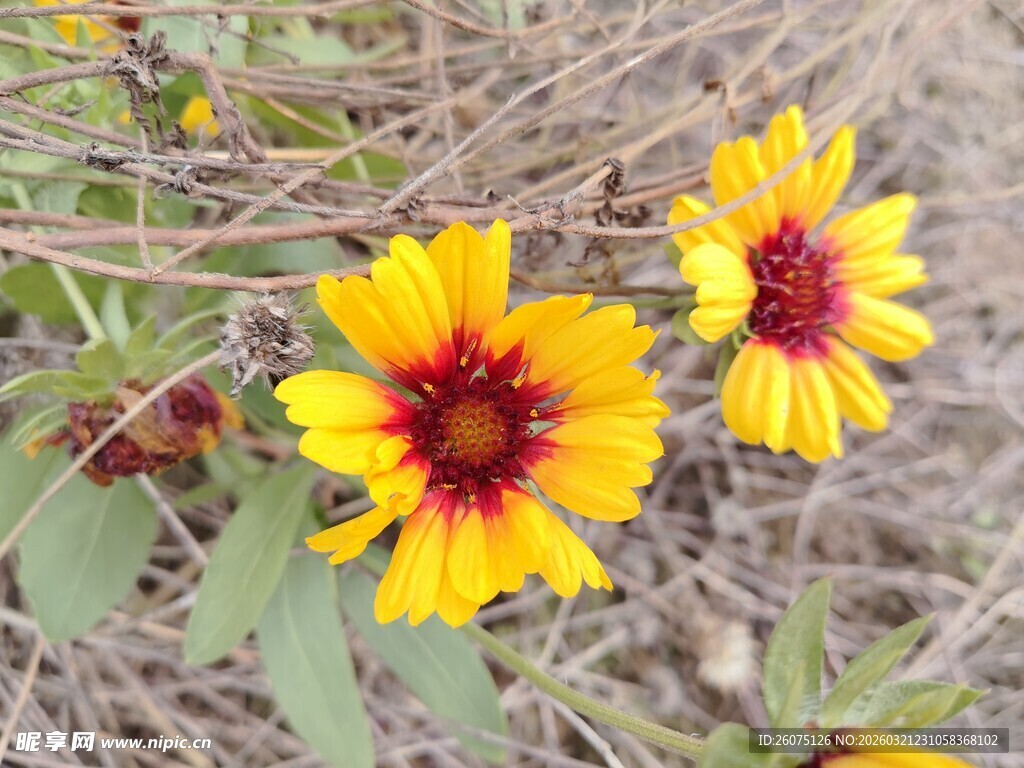 野外绽放的双色鲜艳花朵