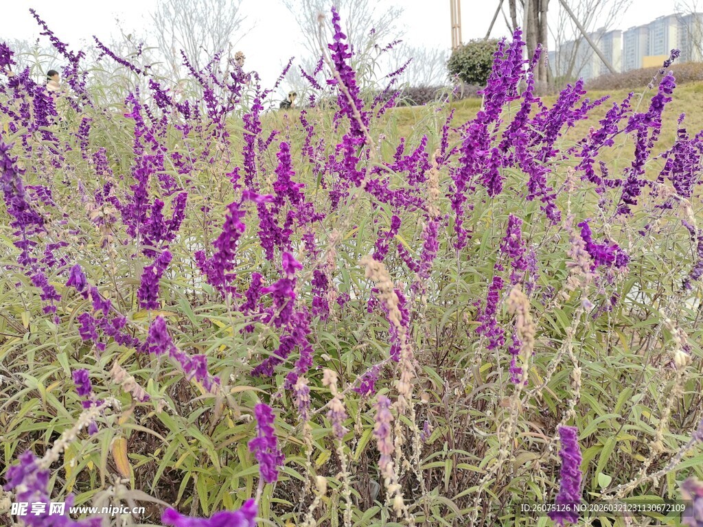 紫色花卉绽放的美丽景象
