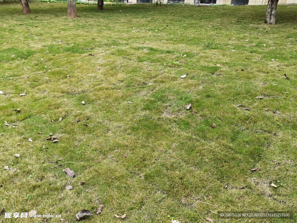 户外空旷草地场景