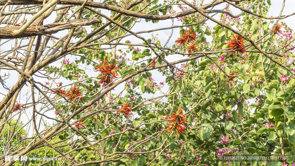 枝头硕果累累的繁茂景象