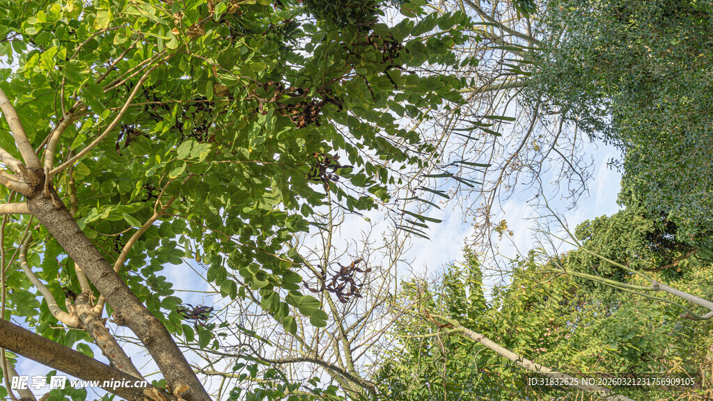 仰视茂密绿树景观