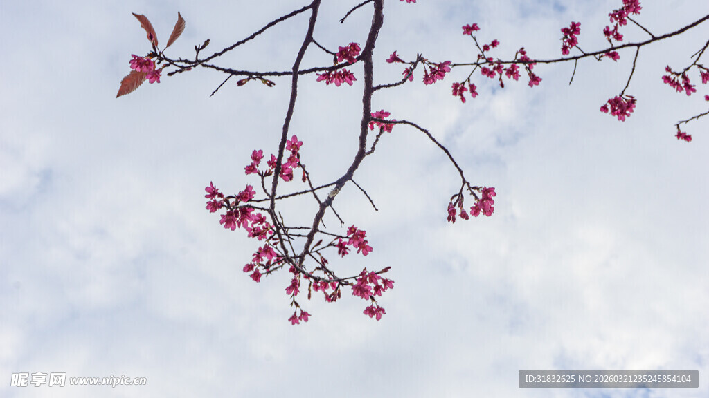 枝头绽放的粉嫩樱花