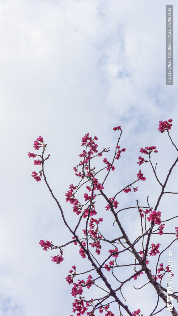 枝头绽放樱花 春日浪漫景致