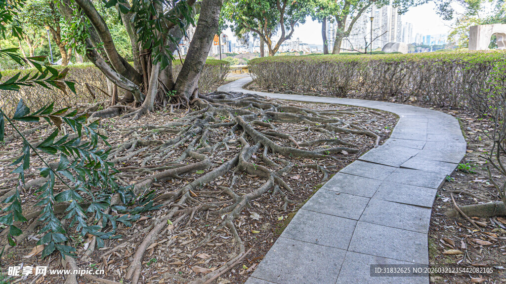 林间石径 静谧自然之景