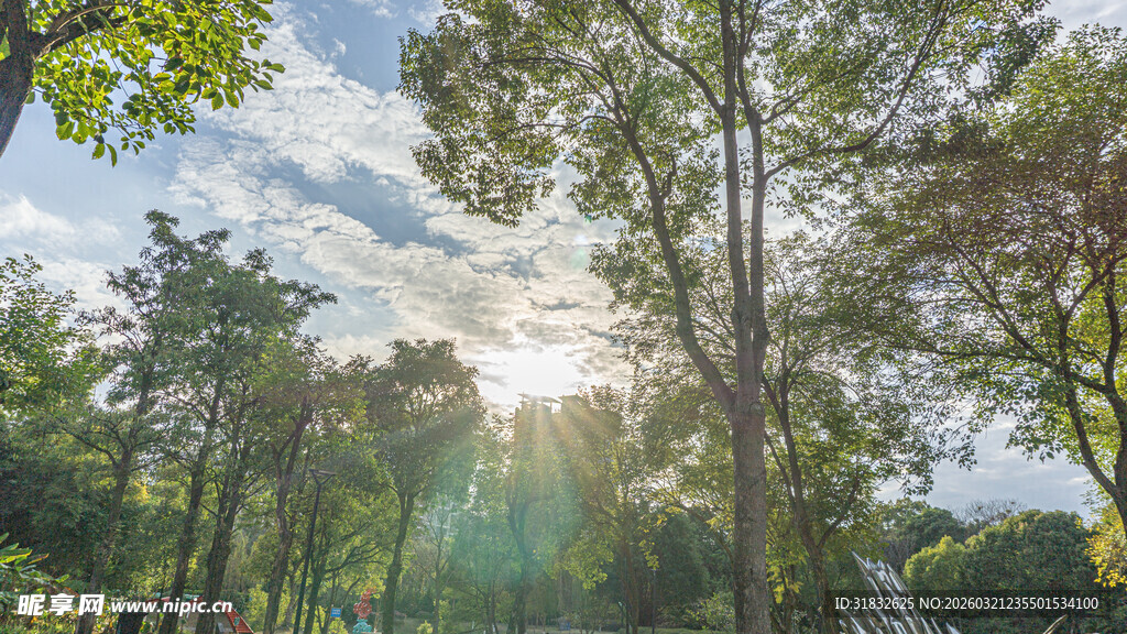 林间阳光洒落的清新景致