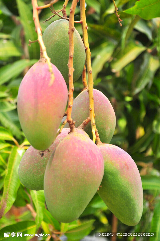 枝头饱满的新鲜芒果